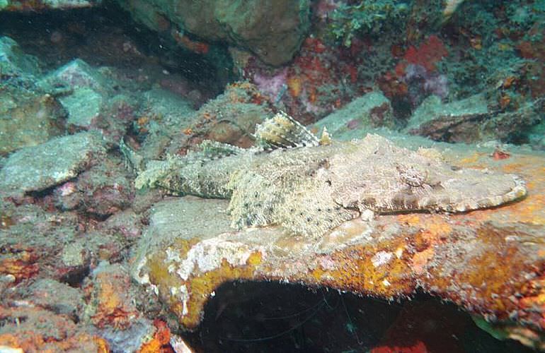 Tauchausflüge für Fortgeschrittene und Anfänger ab El Gouna