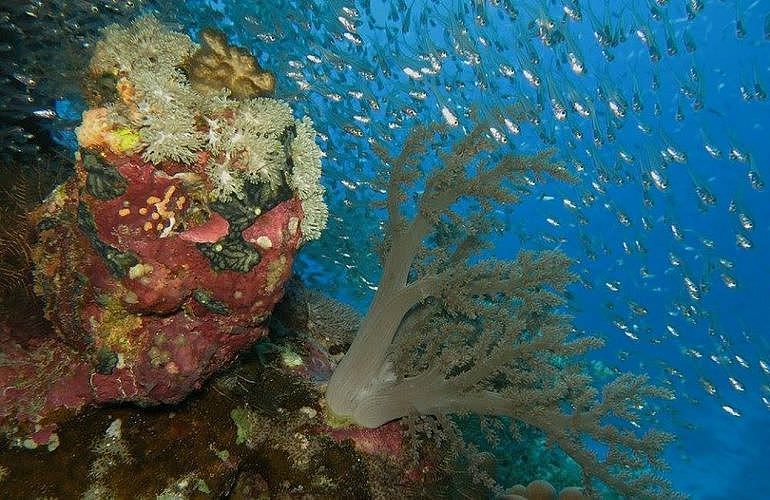 Fun Diving El Gouna - Ganztägige Tauchfahrt mit 2 Tauchgängen