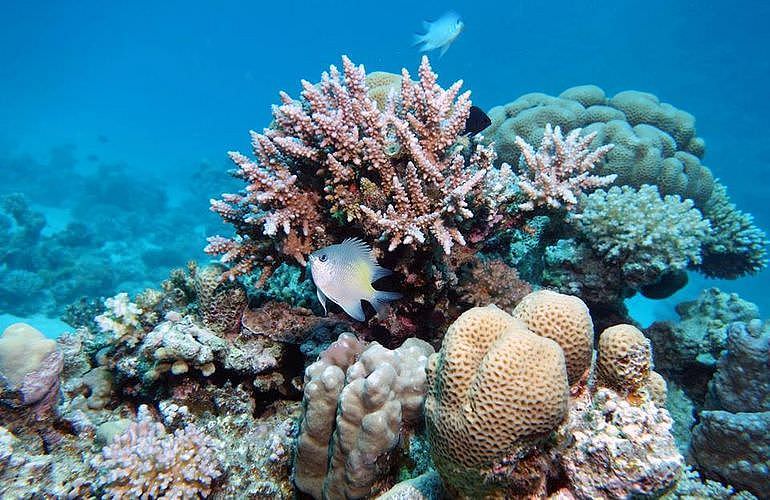 Fun Diving El Gouna - Ganztägige Tauchfahrt mit 2 Tauchgängen