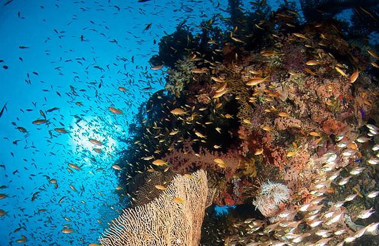 Tauchausflüge für Fortgeschrittene und Anfänger ab El Gouna