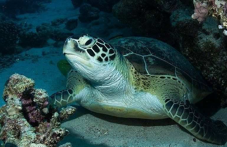 PADI Scuba Diver Kurs in El Gouna - Schnuppertauchkurs 1 Tag