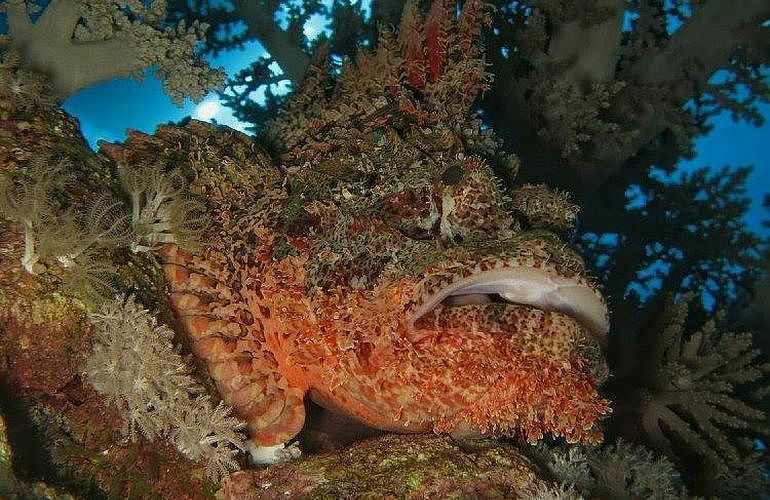 Fun Diving El Gouna - Ganztägige Tauchfahrt mit 2 Tauchgängen