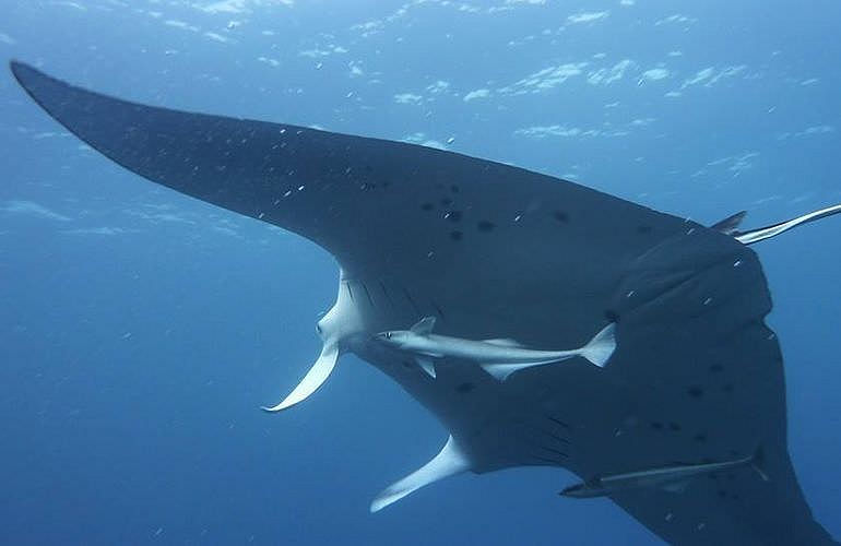 PADI Scuba Diver Kurs in El Gouna - Schnuppertauchkurs 1 Tag