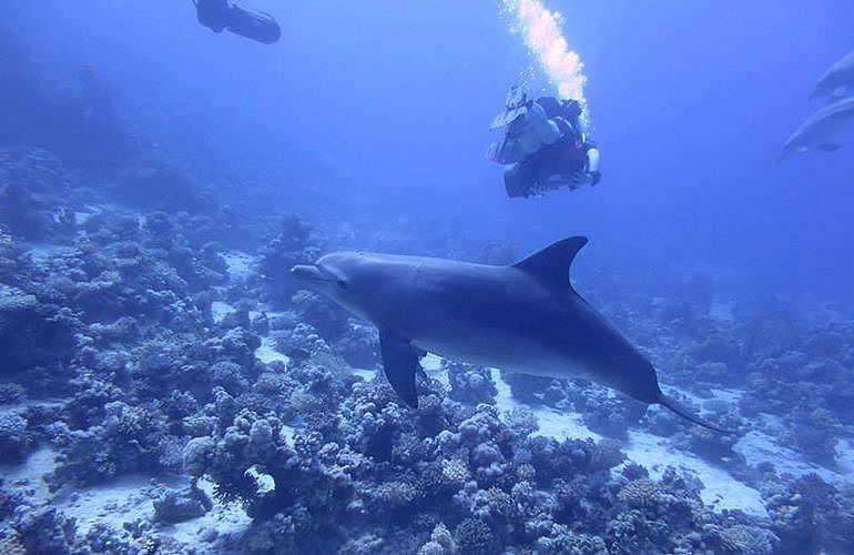 Tagesausflug Tauchen in El Gouna - Tauchen lernen