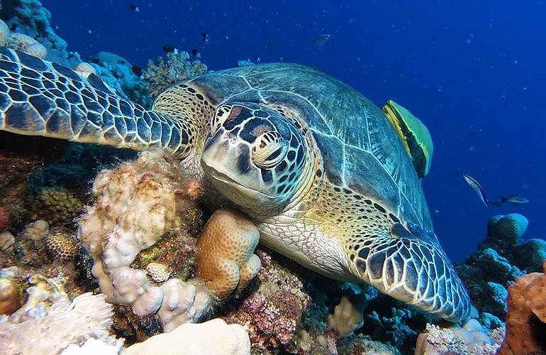 PADI Open Water Diver, der Einsteiger Tauchkurs in El Gouna