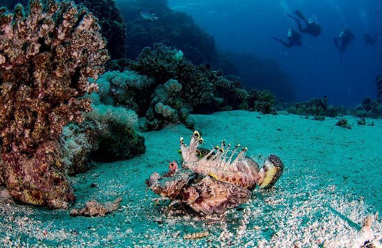 Fun Diving El Gouna - Ganztägige Tauchfahrt mit 2 Tauchgängen