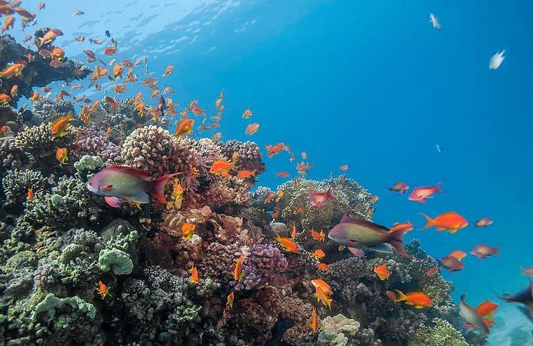 PADI Open Water Diver, der Einsteiger Tauchkurs in El Gouna