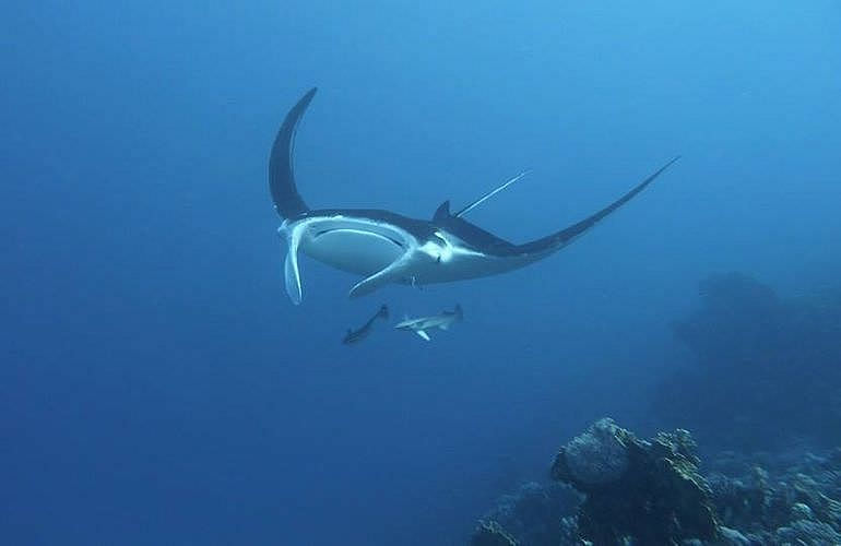 Fun Diving El Gouna - Ganztägige Tauchfahrt mit 2 Tauchgängen