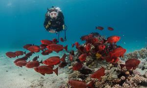 PADI Scuba Diver Kurs in El Gouna - Schnuppertauchkurs 1 Tag