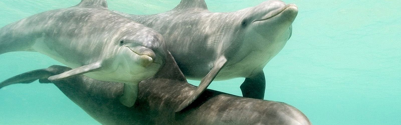Top 5 Ausflüge zu Delfinen El Gouna 2022 | Delfin Tour El Gouna
